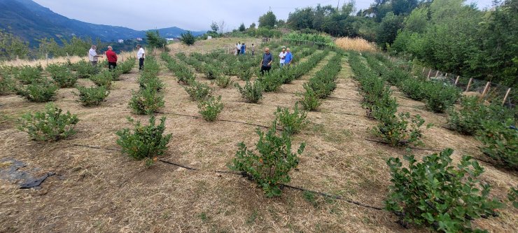 Karadeniz'in yeni meyvesi aronya için hasat zamanı