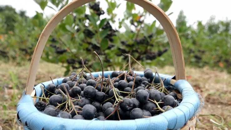 Karadeniz'in yeni meyvesi aronya için hasat zamanı