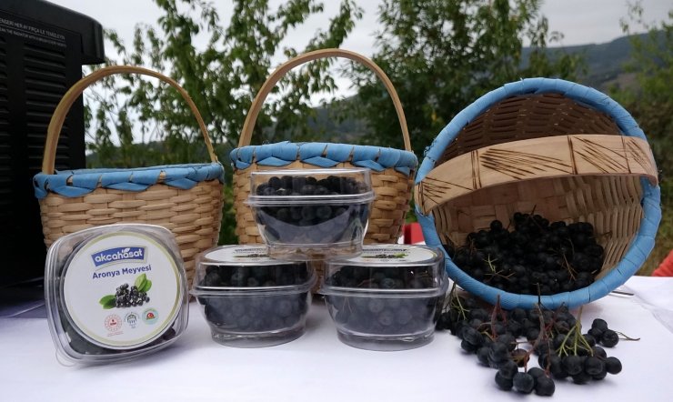 Karadeniz'in yeni meyvesi aronya için hasat zamanı
