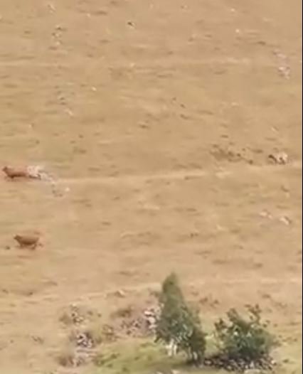 Sürüsüne doğru gelen ayıyı görüntüledi; 'Yolu şaşırmışsın kanka' diye bağırdı