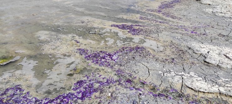 Burdur Gölü sahili mor renge büründü