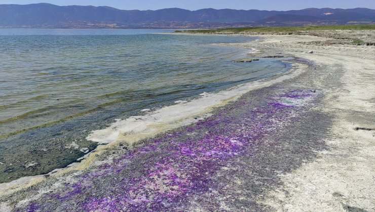 Burdur Gölü sahili mor renge büründü