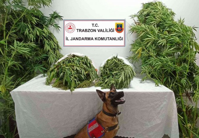 Trabzon’da uyuşturucu operasyonu