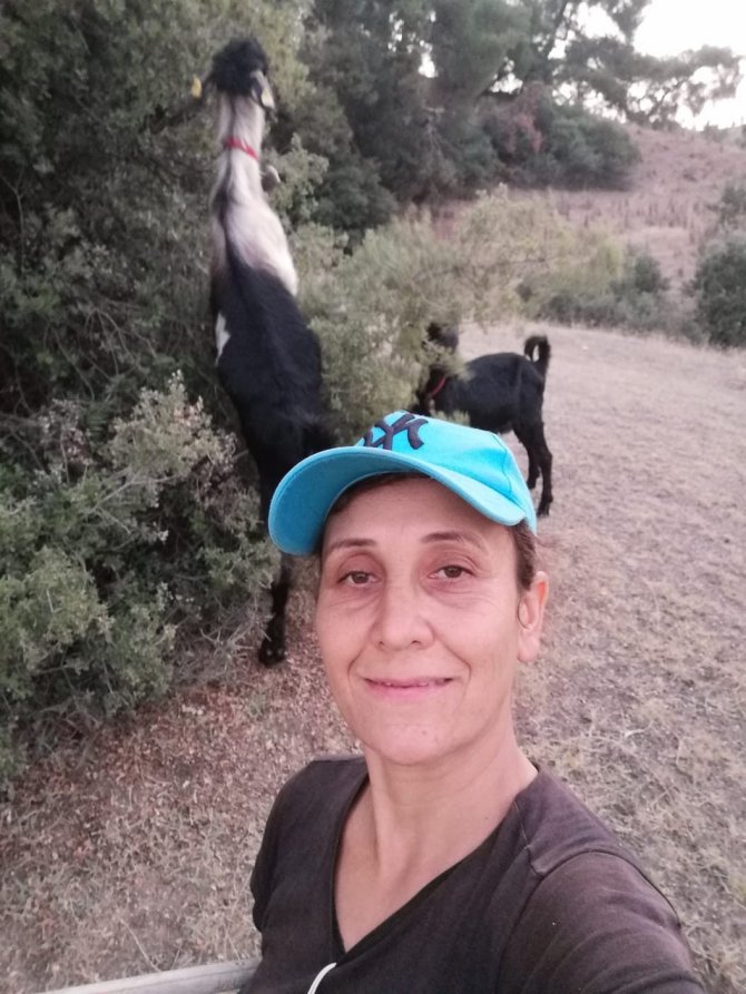 Aydınlı çobanlar sokak köpeği sorunlarının çözülmesini bekliyor