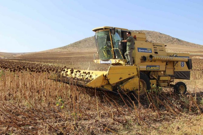 Geçen yılın en kurak kenti Amasya’da ayçiçeği üretimi bu yıl 2 kat arttı