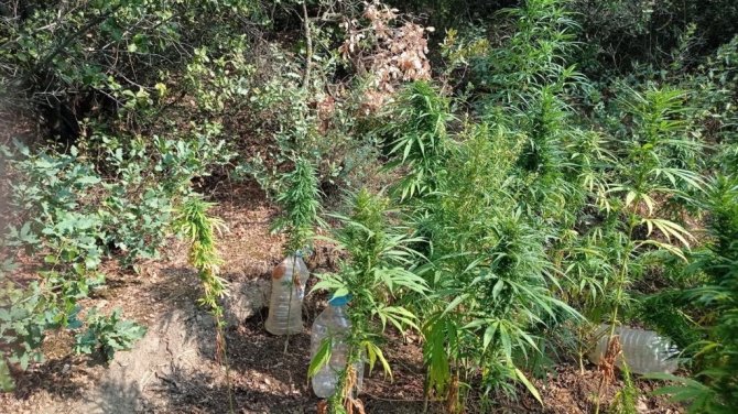 Manisa’da jandarmadan uyuşturucu operasyonları