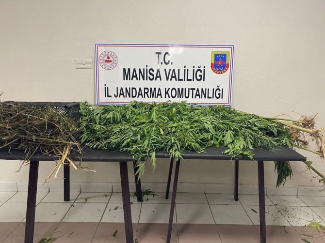 Manisa’da jandarmadan uyuşturucu operasyonları