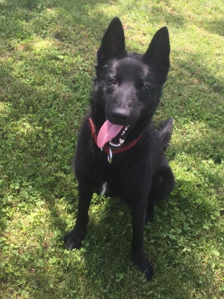 Otomobildeki kokaini narkotik köpeği ‘Gölge’ buldu