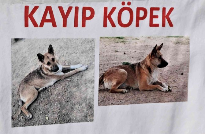 Gözyaşları içinde aradığı sokak köpeğini bulana ödül verecek