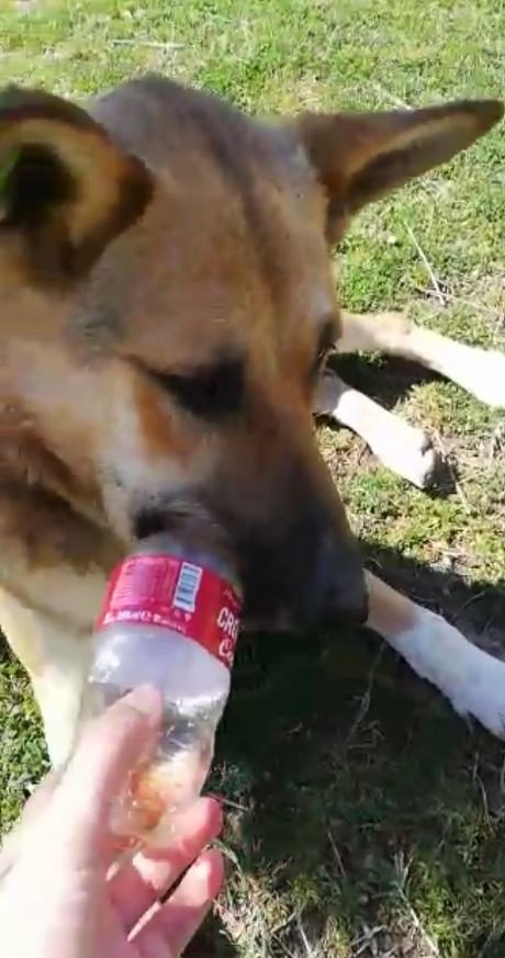 Gözyaşları içinde aradığı sokak köpeğini bulana ödül verecek