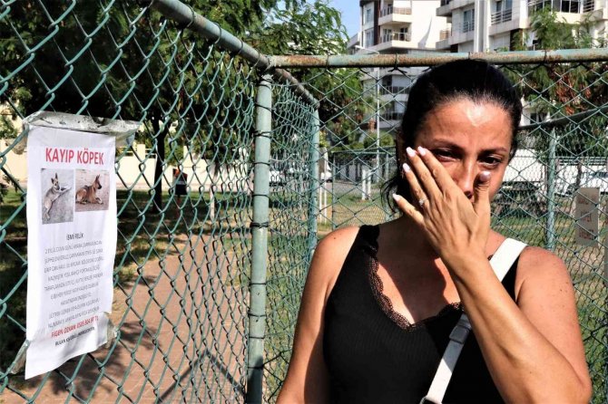 Gözyaşları içinde aradığı sokak köpeğini bulana ödül verecek