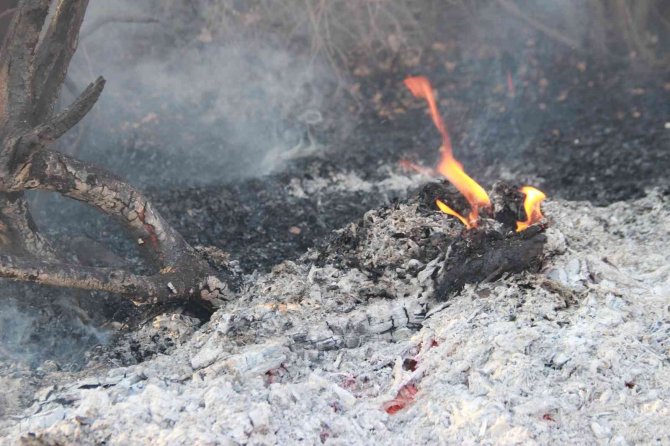 İzmir’deki orman yangını kontrol altında