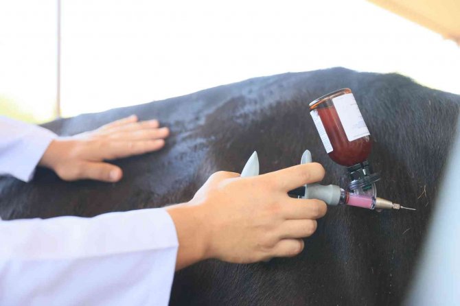 Ölümcül hastalıkla mücadele sürüyor