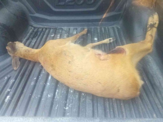 Köpeklerin saldırdığı karacayı vatandaş kurtardı