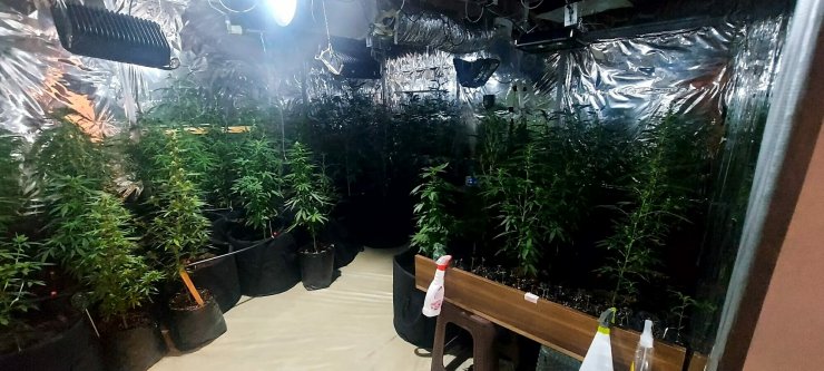 Evde düzenek kurup kenevir ve skunk bitkisi yetiştiren 2 şüpheli yakalandı