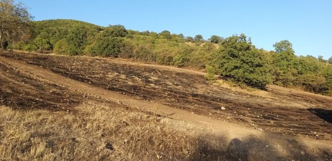 Yangında 3 dekar zirai alan zarar gördü