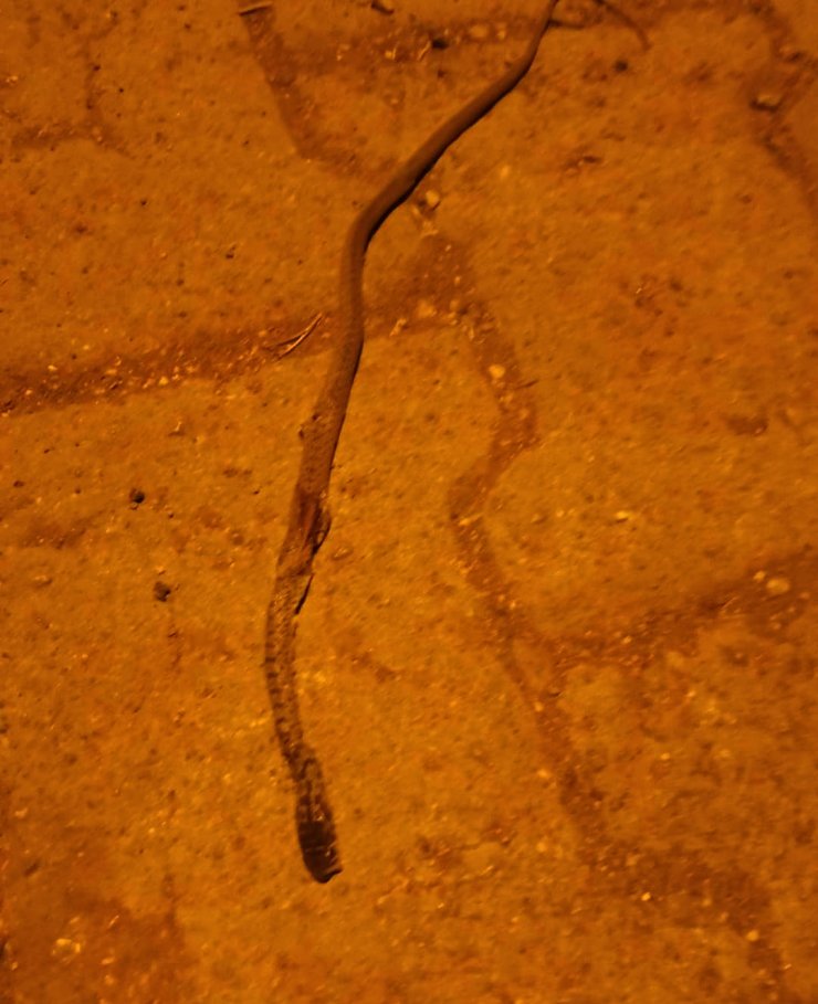 Yılanın ısırdığı çocuk hastaneye kaldırıldı