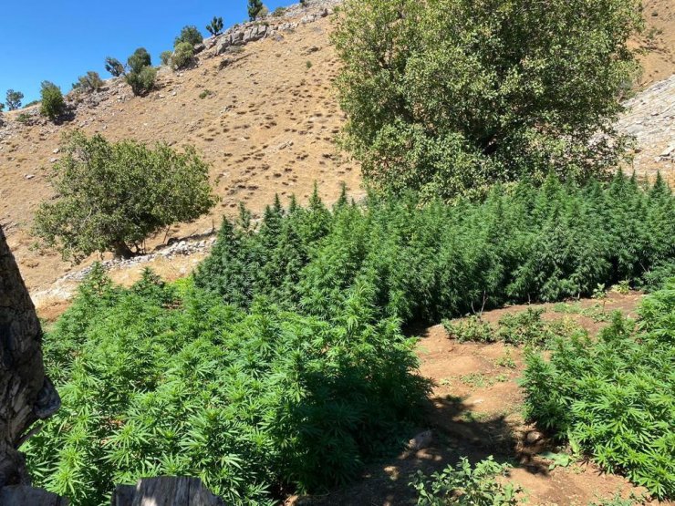 Bingöl'de 3 milyon 257 bin kök kenevir ele geçirildi