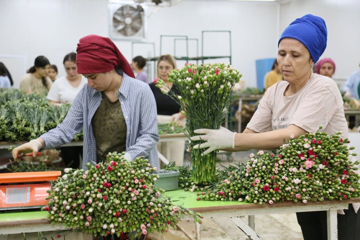 Kraliçe Elizabeth'in cenazesi için Türkiye'den 1,5 milyon dal karanfil
