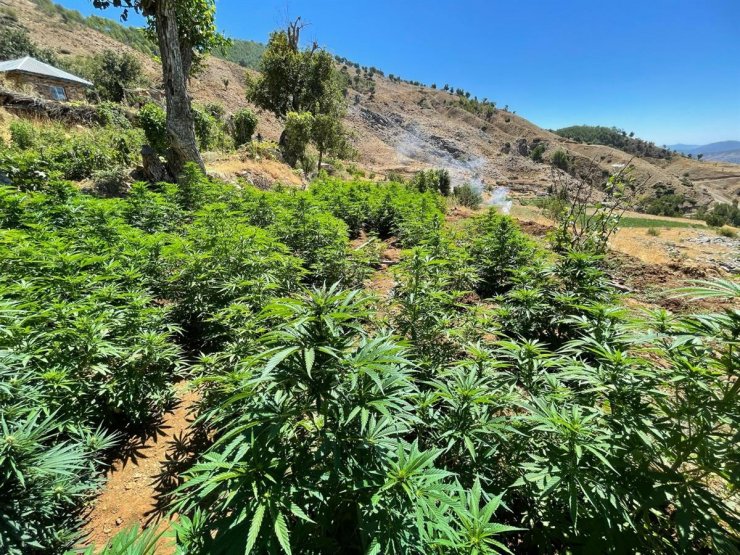 3 milyon kök kenevir ve patlamamış havan ele geçirildi