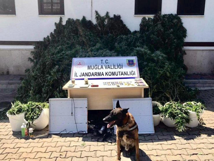 Jandarma operasyonunda altın, döviz ve uyuşturucu ele geçirildi: 2 gözaltı