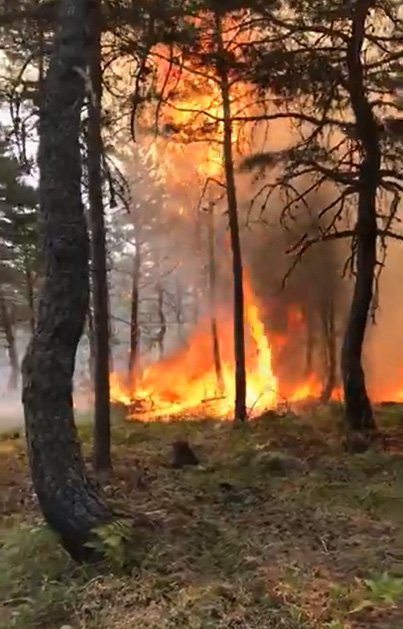 Tokat'ta dün söndürülen ormanda yeniden yangın çıktı