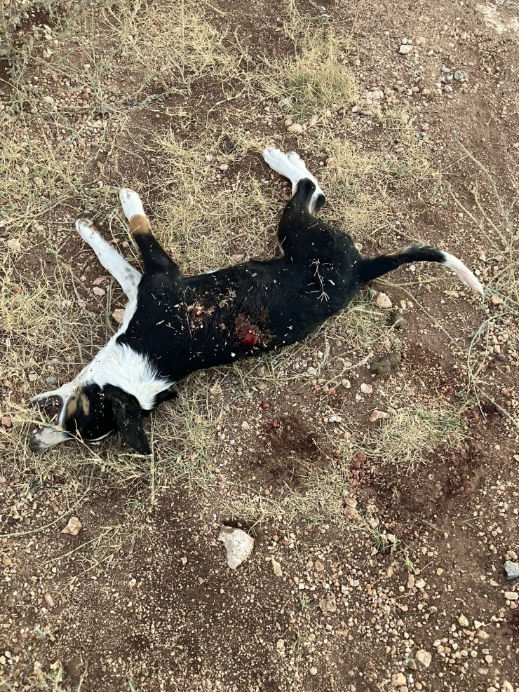 Tüfekle yavru köpeği öldürdü