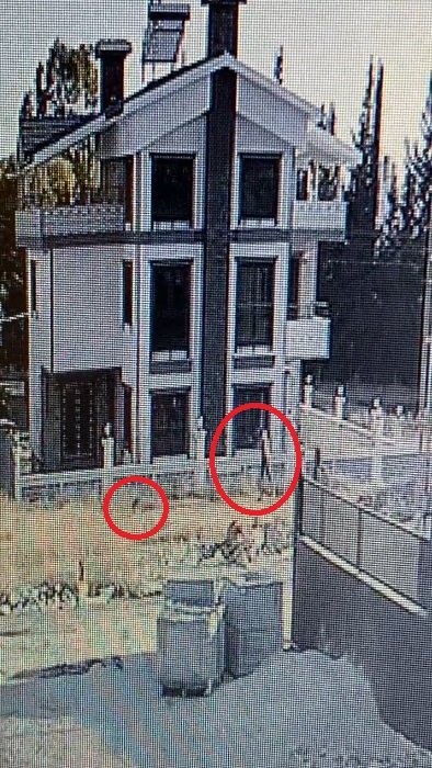 Tüfekle yavru köpeği öldürdü