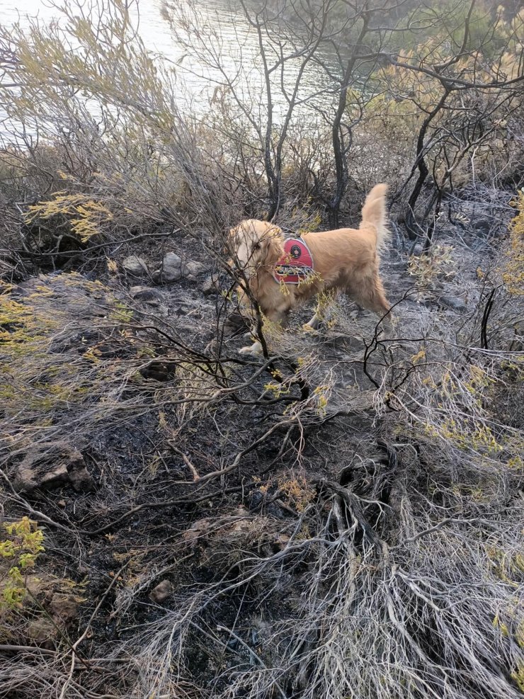 Marmaris yangını şüphelisinin iddianamesi tamamlandı
