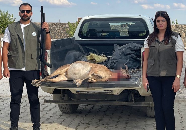 Yaban keçisi avlayan kişiye 254 bin TL ceza kesildi