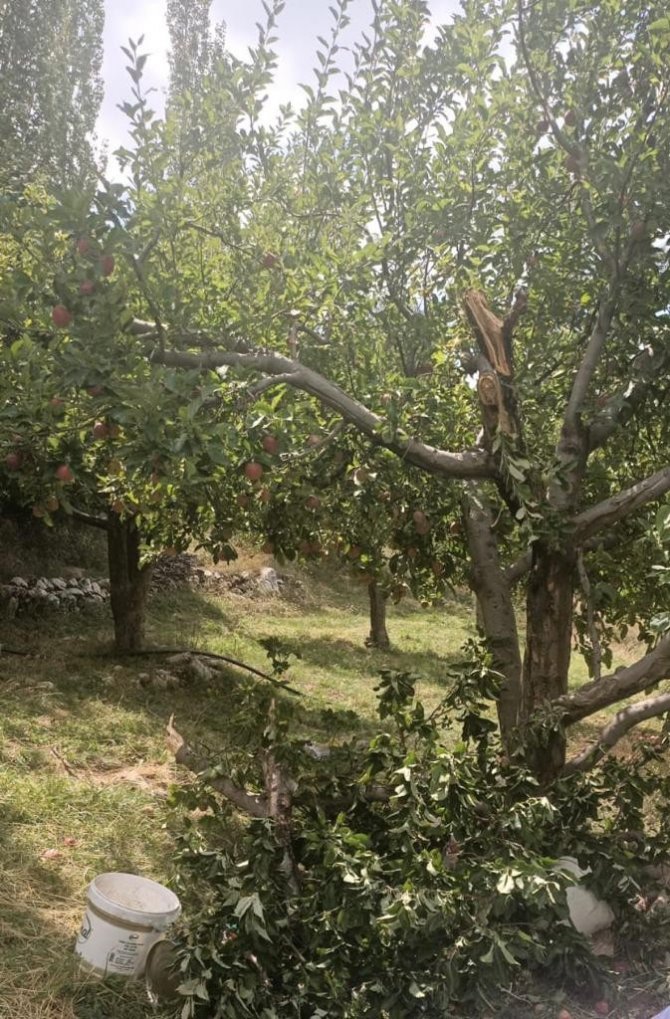 Meyve toplamak için çıktığı ağaçtan düşerek hayatını kaybetti