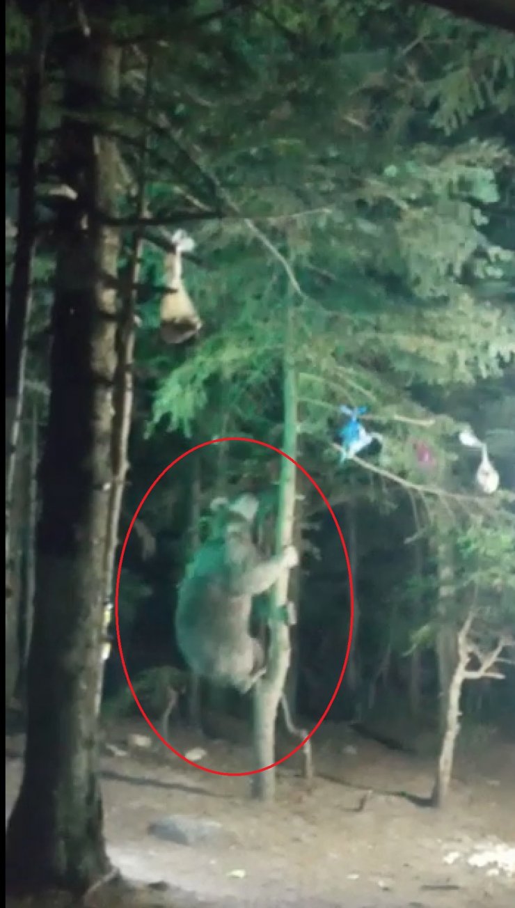 Ayı, kampçıların yiyeceklerini yedi