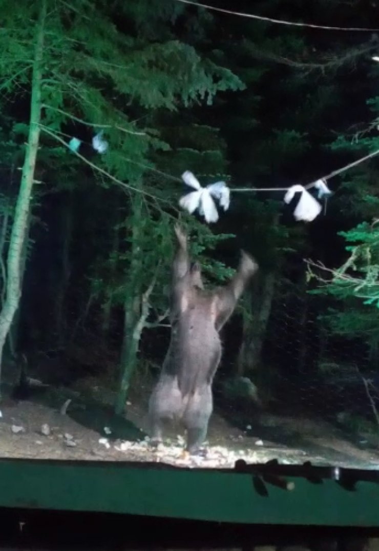 Ayı, kampçıların yiyeceklerini yedi