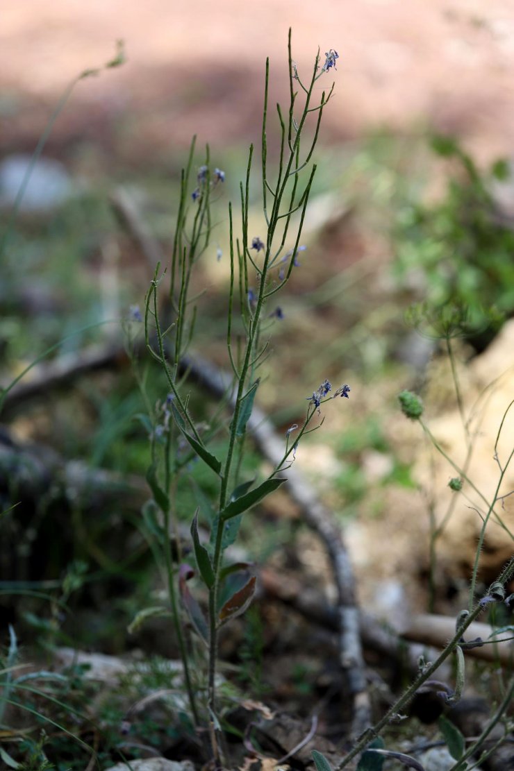 Burdur'da akşamyıldızı bitkisinin yeni türü keşfedildi