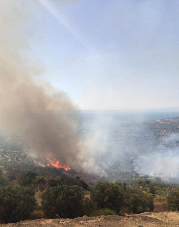 Tekirdağ'da 50 dönüm zeytinlik yandı