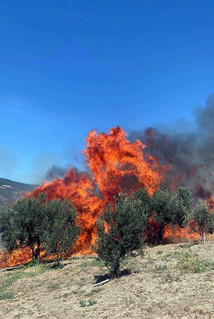 Tekirdağ'da 50 dönüm zeytinlik yandı