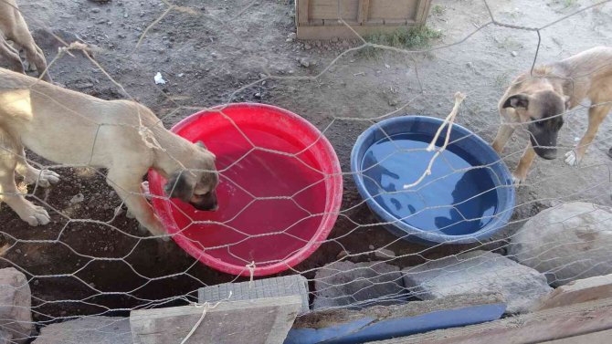 Tüm gelirini sokak hayvanlarına harcıyor