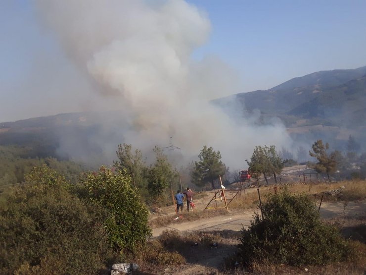 Bursa'da orman yangını