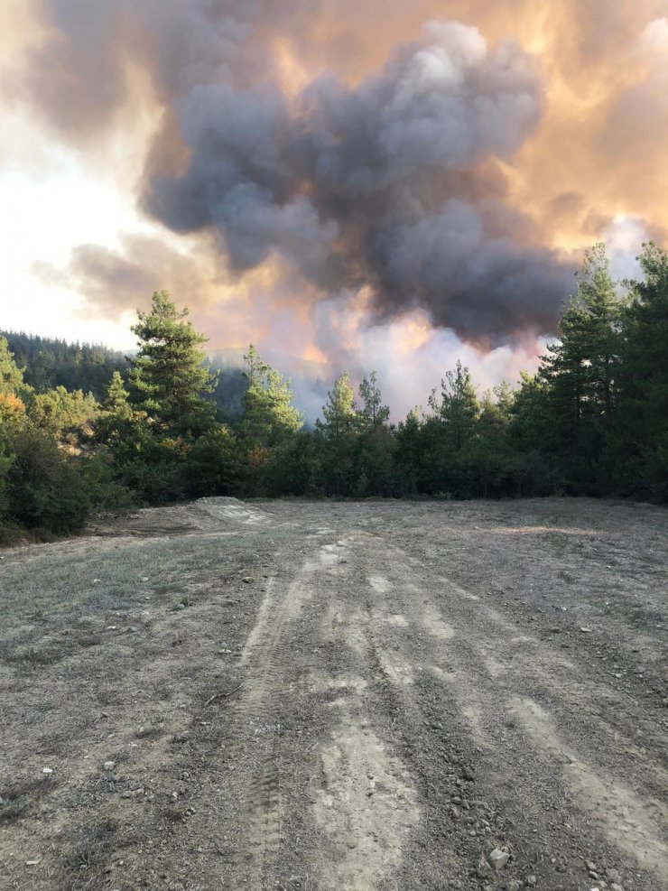 Bursa'da orman yangını