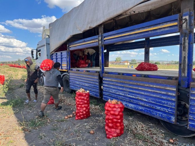 Soğan bu yıl üreticinin yüzünü güldürdü