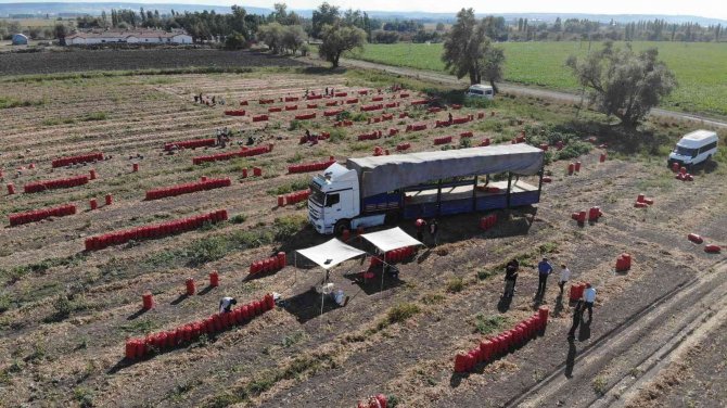 Soğan bu yıl üreticinin yüzünü güldürdü