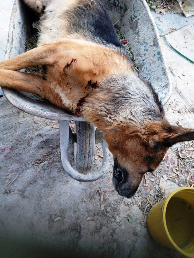 Tartıştığı arkadaşının ismini taşıyan köpeği tabancayla öldürdü; olay anı kamerada