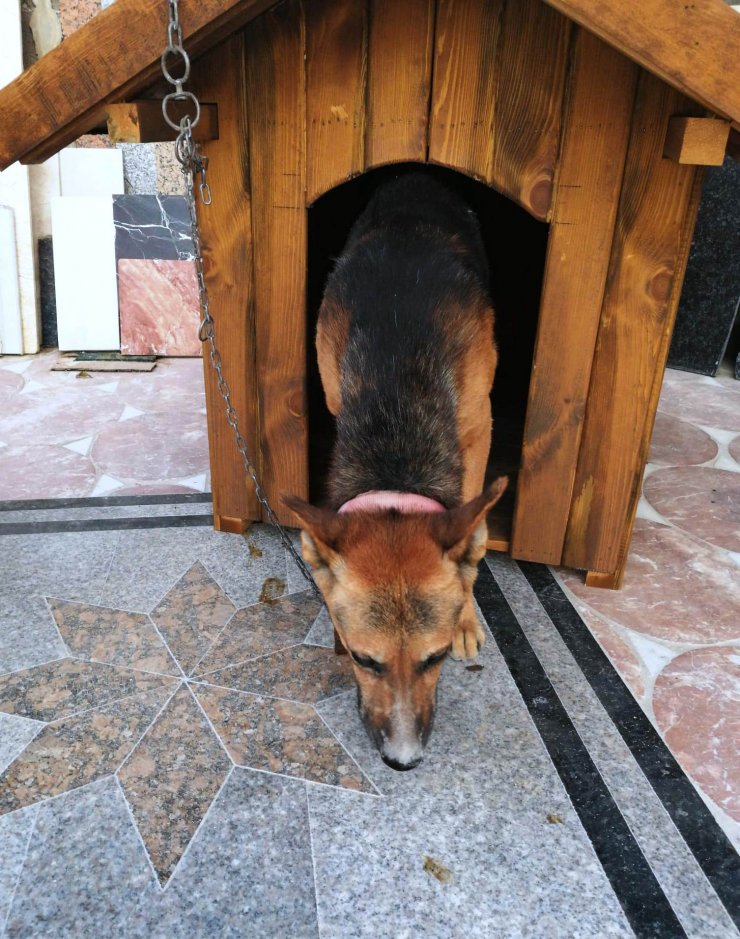Tartıştığı arkadaşının ismini taşıyan köpeği tabancayla öldürdü; olay anı kamerada