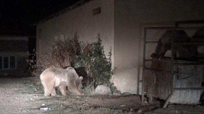 Aç kalan ayılar mezbahaneyi mesken tuttu