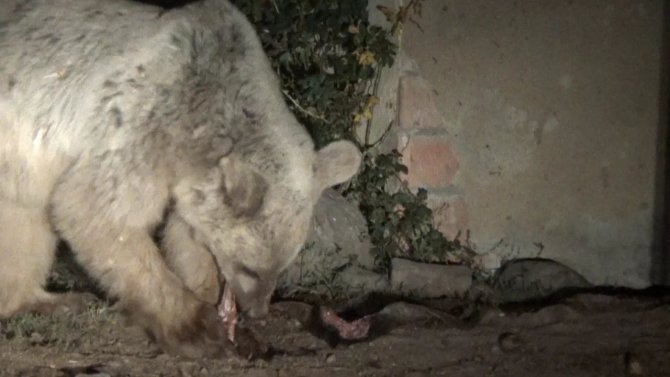 Aç kalan ayılar mezbahaneyi mesken tuttu