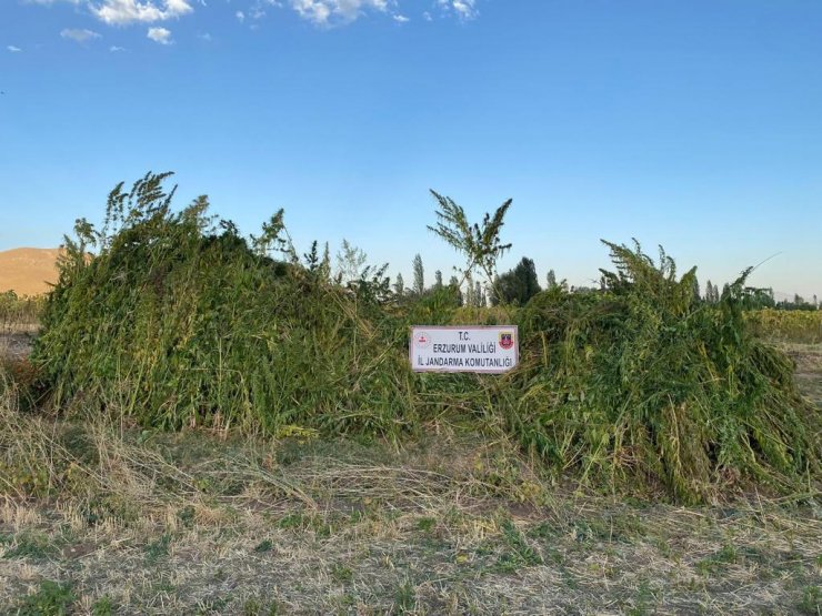 Ayçiçeği ve mısır tarlasında 1 milyon 650 bin kök Hint keneviri ele geçirildi