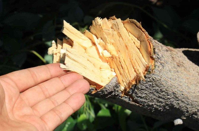 10 yıllık emek gitti, avokado hırsızları ağacı katletti