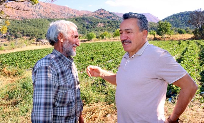 Konya'nın ilçesinde 5 çilek bahçesinde başlatılan çilek ekimi 500 dekar alana yayıldı