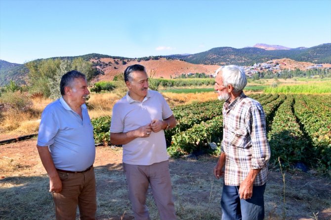 Konya'nın ilçesinde 5 çilek bahçesinde başlatılan çilek ekimi 500 dekar alana yayıldı