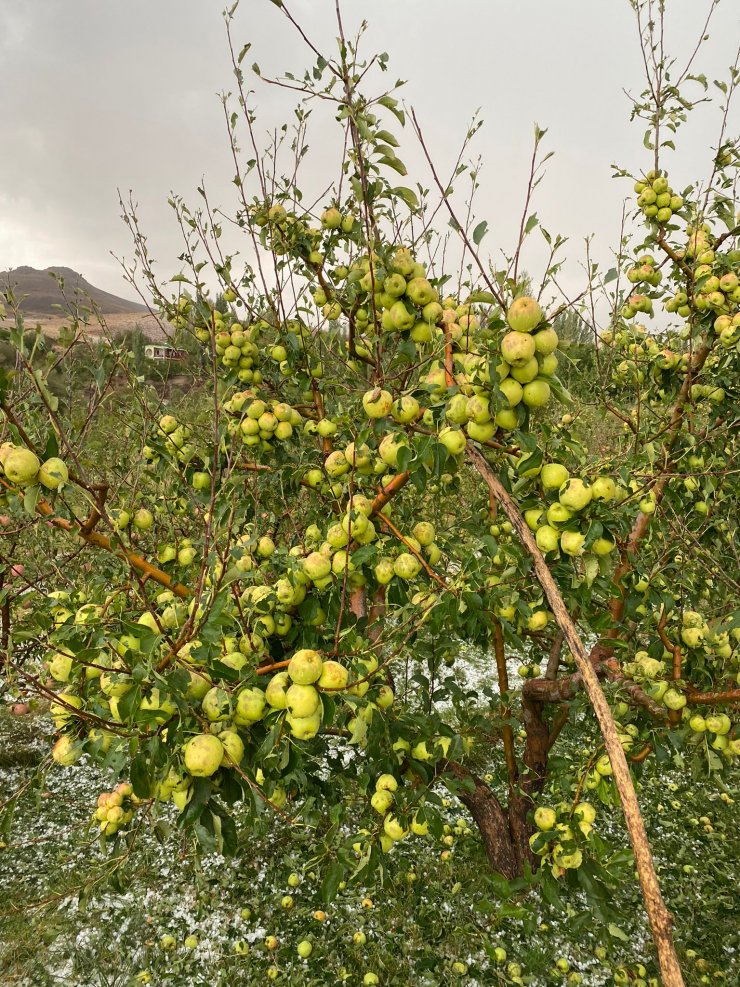 Niğde’de dolu yağışı elma bahçelerine zarar verdi